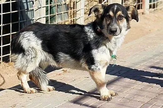 DOMINO pełen uroku nieśmiały piesek szuka cierpliw