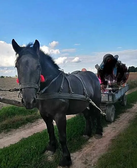 Spokojna klacz, Lubelskie, Hrubieszów