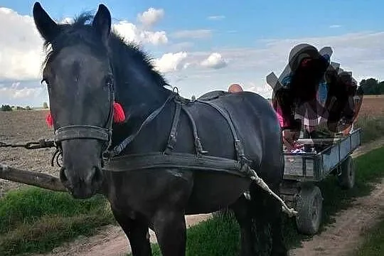 Spokojna klacz, Lubelskie, Hrubieszów