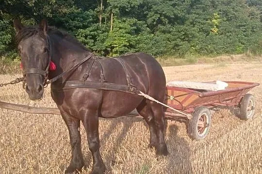 Spokojna klacz, Lubelskie, Hrubieszów
