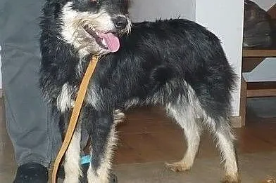 BARRY idealny psi przyjaciel każdej rodziny! szuka