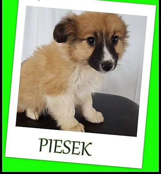 Szczeniaki, 2 miesięczne. Adopcja !, małopolskie