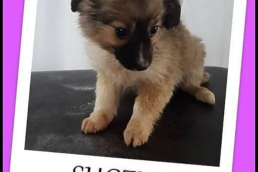Szczeniaki, 2 miesięczne. Adopcja !,  małopolskie 