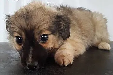 Szczeniaki, 2 miesięczne. Adopcja !,  małopolskie 
