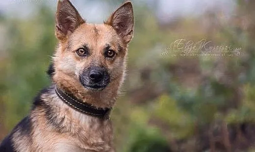 ESKA - 15 kg cudowna suczka - MINI OWCZAREK, świ