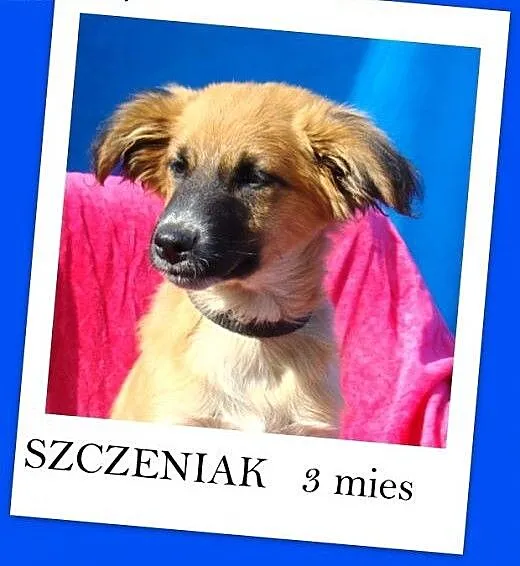 3 mies. szczeniak,sredni docelowo,biszkoptowy pies