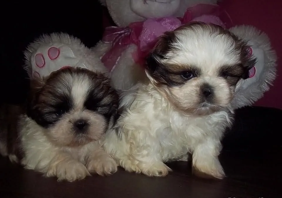 Prześliczne Shih-tzu