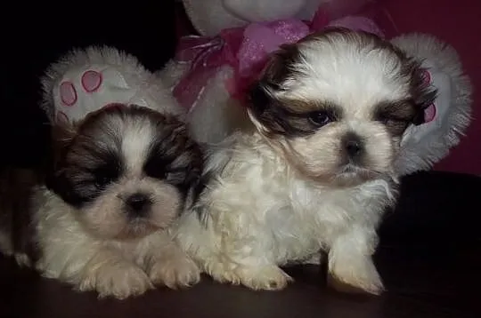 Prześliczne Shih-tzu