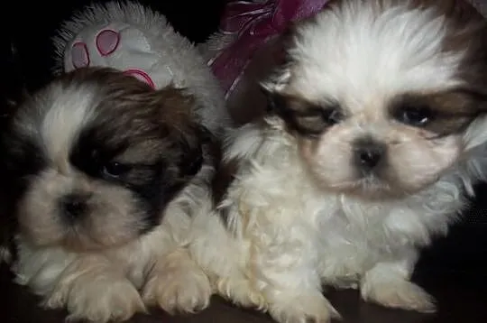 Prześliczne Shih-tzu