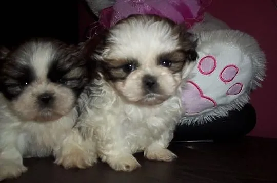 Prześliczne Shih-tzu