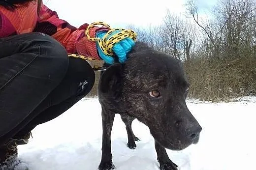 Mirinda wspaniała sunia smutnieje w schronisku oca