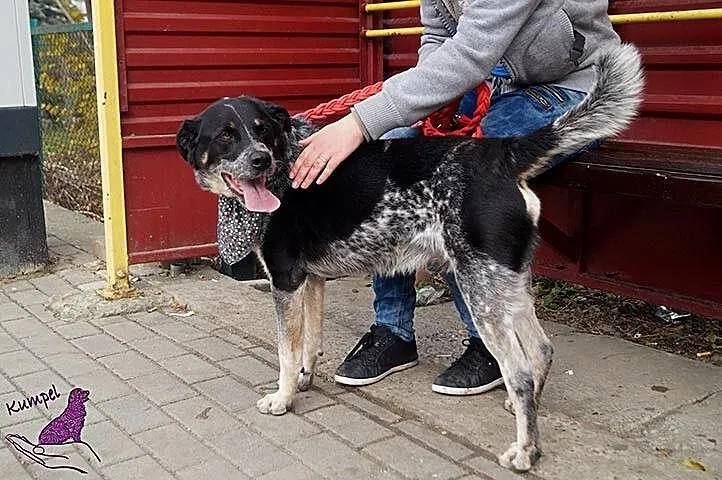 Max - chcę być Twoim stróżem, adoptuj mnie!