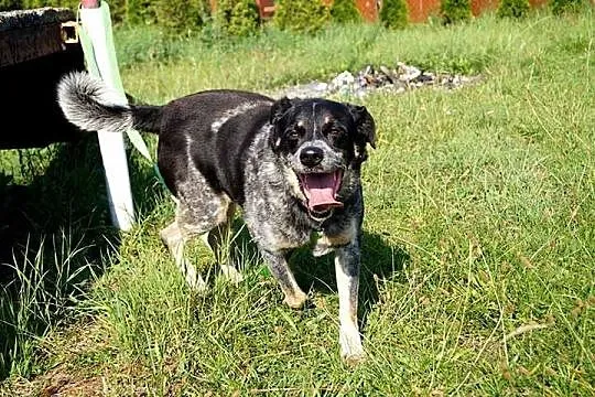 Max - chcę być Twoim stróżem, adoptuj mnie!
