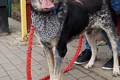 Max - chcę być Twoim stróżem, adoptuj mnie!