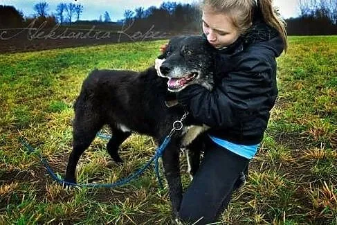 Senior grzeczny mądry piesek marzy o własnym wspan