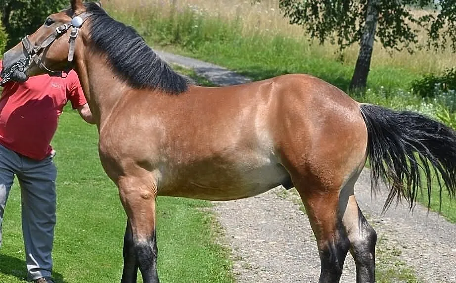 Ogierek zimnokrwisty Endo, syn ogiera Igon