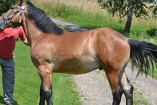 Ogierek zimnokrwisty Endo, syn ogiera Igon