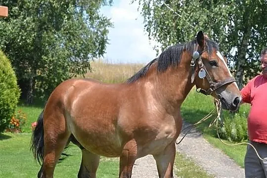 Ogierek zimnokrwisty Endo, syn ogiera Igon
