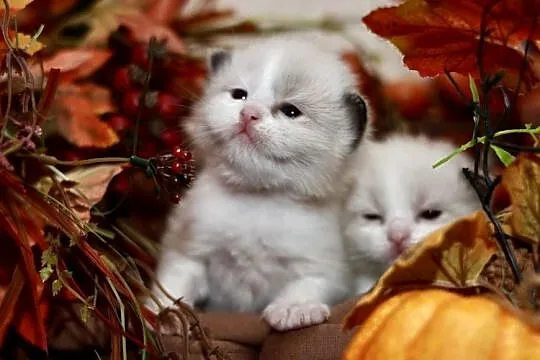 Ragdoll bracia bicolor