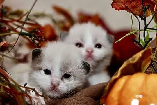 Ragdoll bracia bicolor, Łódzkie, Piorunówek