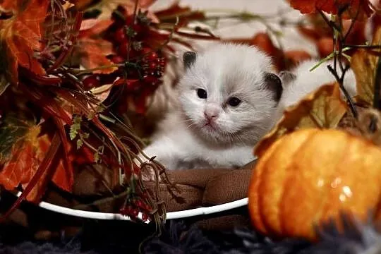 Ragdoll bracia bicolor, Łódzkie, Piorunówek