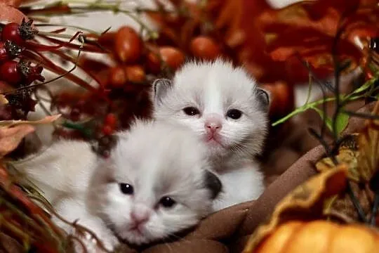 Ragdoll bracia bicolor, Łódzkie, Piorunówek