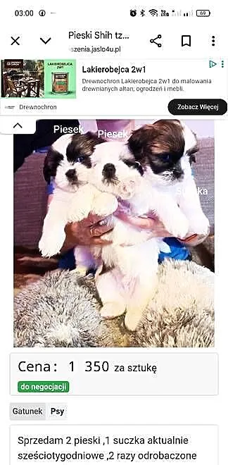 Szczeniak Shih -Tzu, Podkarpackie, Skołyszyn