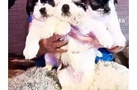 Szczeniak Shih -Tzu