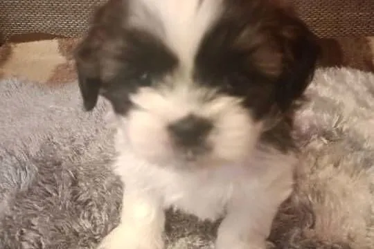 Szczeniak Shih -Tzu, Podkarpackie, Skołyszyn