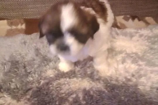 Szczeniak Shih -Tzu, Podkarpackie, Skołyszyn