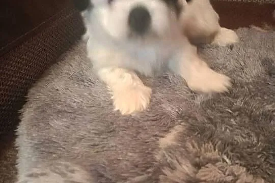 Szczeniak Shih -Tzu, Podkarpackie, Skołyszyn