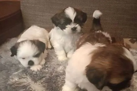 Szczeniak Shih -Tzu, Podkarpackie, Skołyszyn