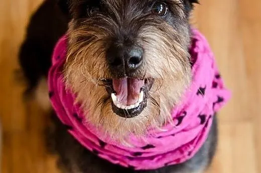 Inteligentny Pepe, przepiękny mix SZNAUCER adopcja