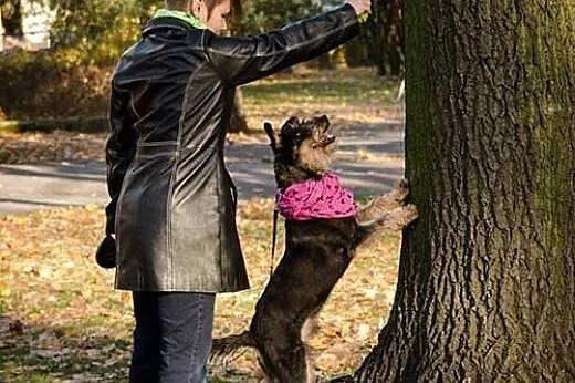 Inteligentny Pepe, przepiękny mix SZNAUCER adopcja