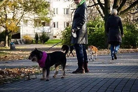Inteligentny Pepe, przepiękny mix SZNAUCER adopcja