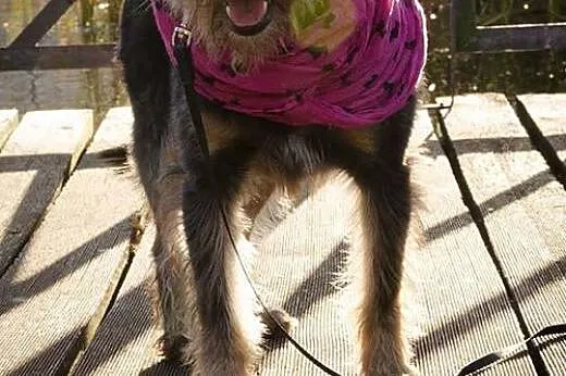 Inteligentny Pepe, przepiękny mix SZNAUCER adopcja