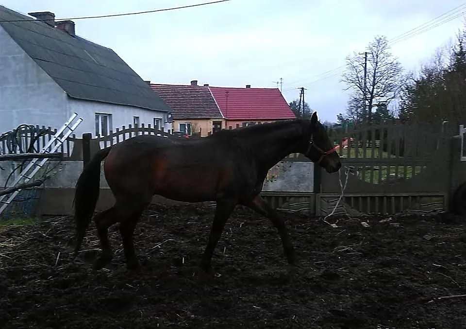 Sprzedam ogiera