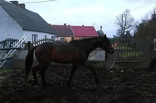 Sprzedam ogiera