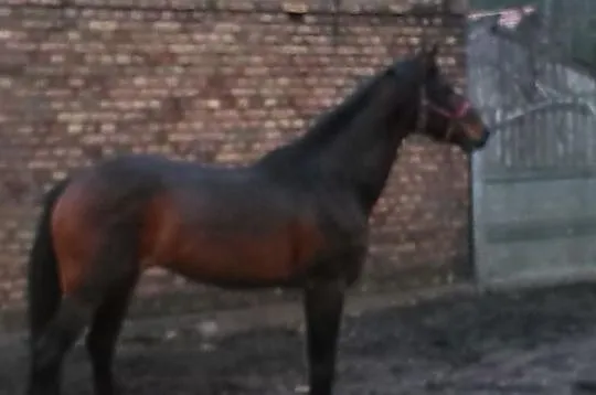 Sprzedam ogiera