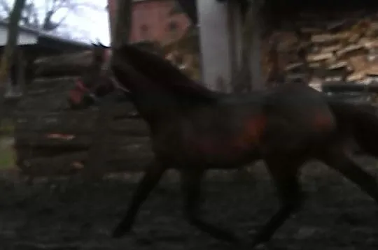 Sprzedam ogiera
