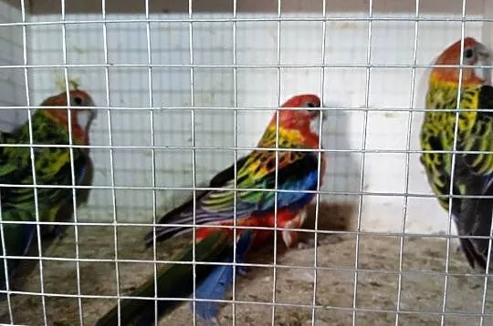 Rozele białolice młode, Kujawsko-pomorskie, Kwieciszewo