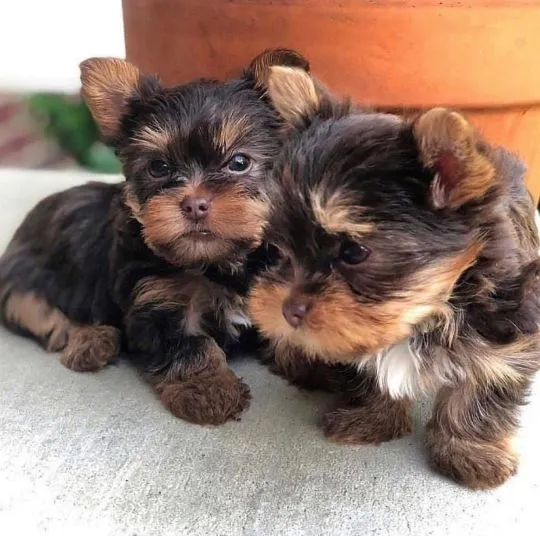Uroczy i zdrowy szczeniak Yorkshire Terrier gotowy na nowy dom., Wielkopolskie, Gniezno