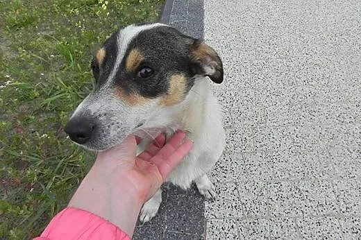 Wspaniała, cierpliwa do dzieci, psów i kotów suczk