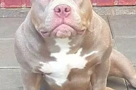 American Bully Pocket suka