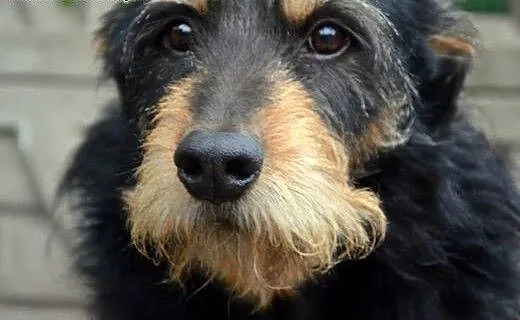 Baks.Super pies dla super Człowieka :), mazowieck