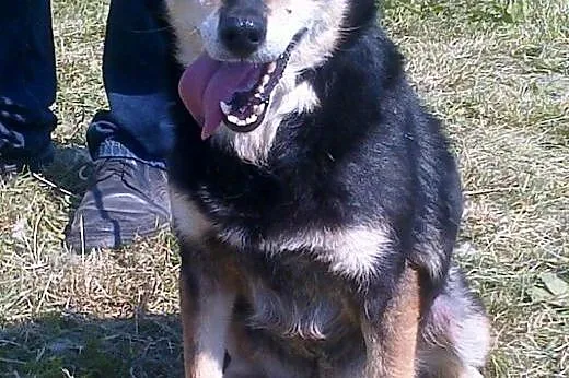 Śmieszka - pogodna, sympatyczna, zdrowa - adopcja,