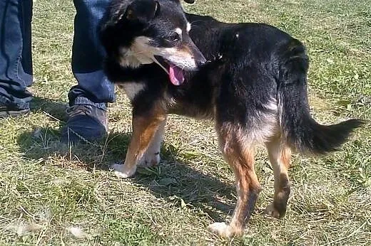 Śmieszka - pogodna, sympatyczna, zdrowa - adopcja,
