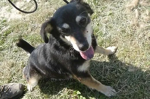 Śmieszka - pogodna, sympatyczna, zdrowa - adopcja,