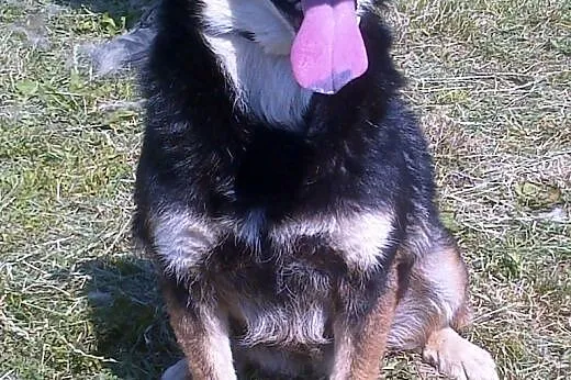 Śmieszka - pogodna, sympatyczna, zdrowa - adopcja,