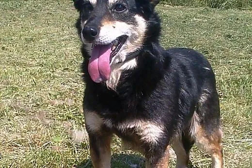 Śmieszka - pogodna, sympatyczna, zdrowa - adopcja,
